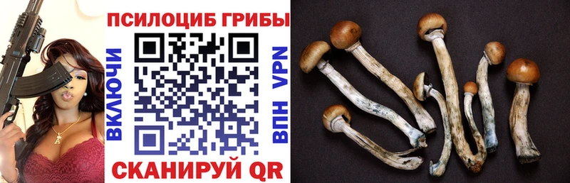 Псилоцибиновые грибы Psilocybe  где купить наркоту  Ялуторовск 